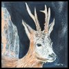 rehbock-30x30